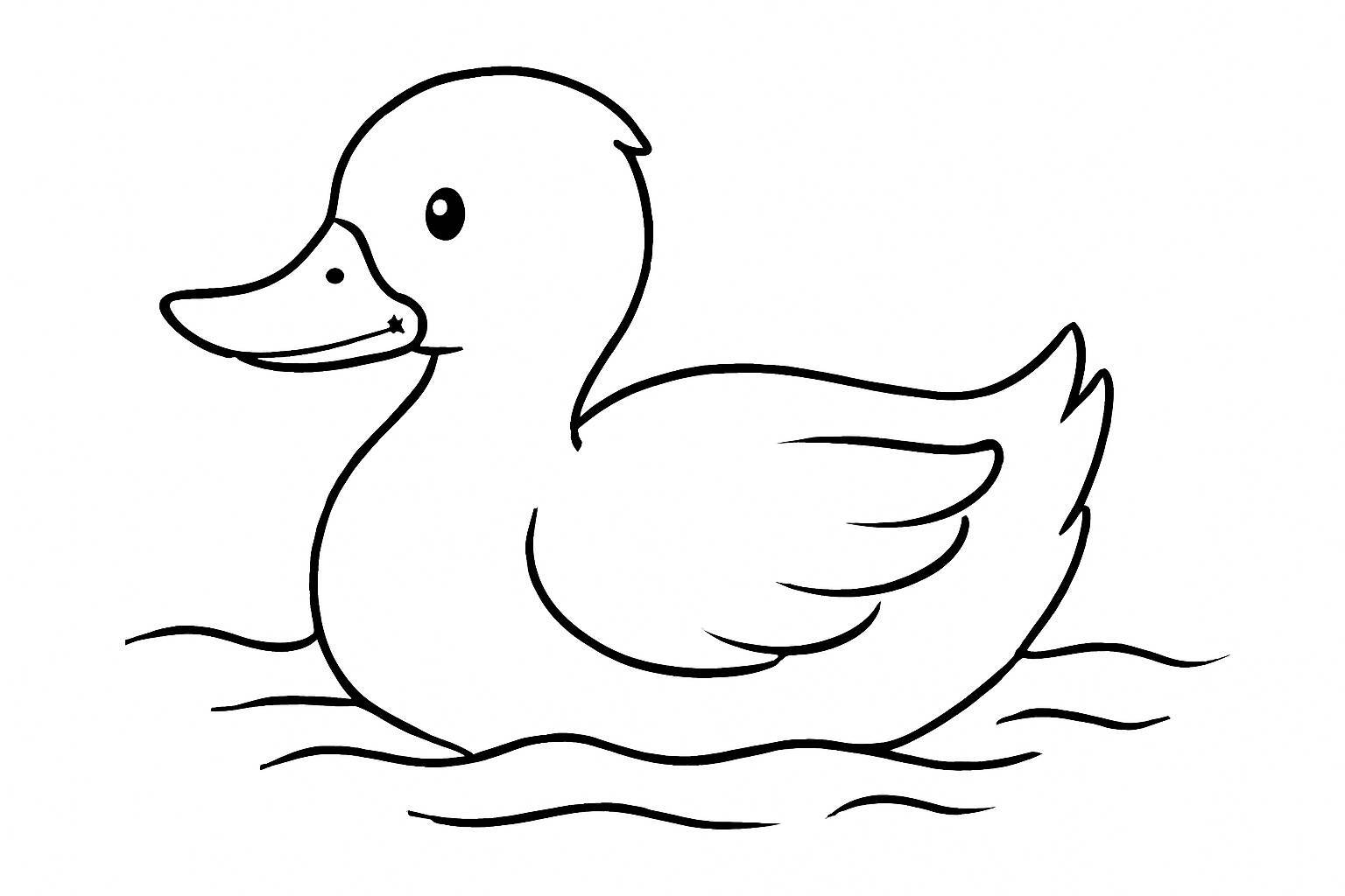 Swimming Duck