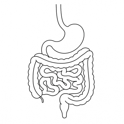Human Body Parts Coloring Pages for Kids 2026