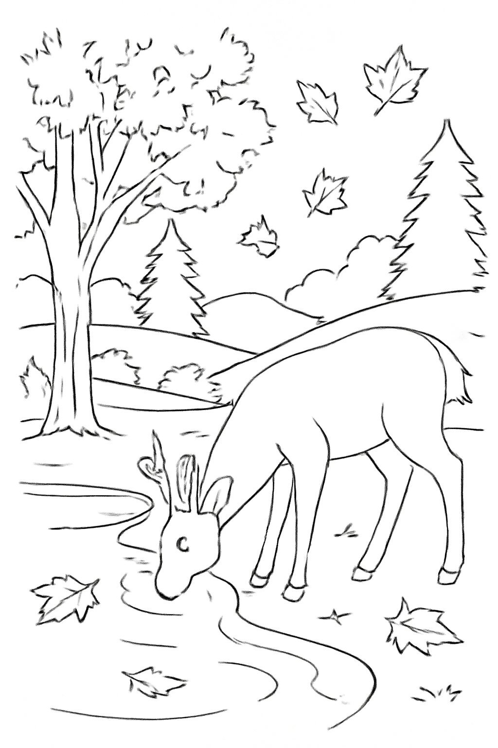 Peaceful Nature Scene