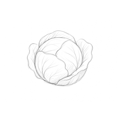 Cabbage Coloring Pages for Kids 2026 – Free Pictures &amp; PDF